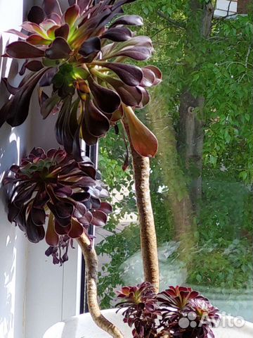 Эониум древовидный