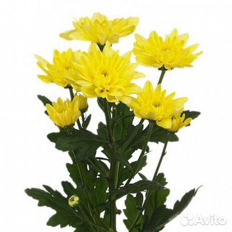 Желтая кустовая хризантема 1 шт