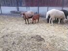 Овцы бараны ягнята объявление продам