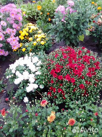 Хризантемы кустом