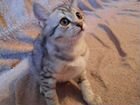 Шатланские котята бесплатно объявление продам