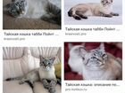 Тайский кот блю поинт для вязки объявление продам