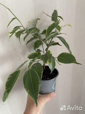 Цветы фикус бенджамина денежное