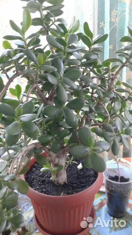 Денежное дерево