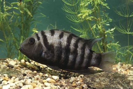 Аквариумные рыбки цихлиды