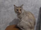 Найдена потерявшаяся кошка на ул.Ильфата Закирова объявление продам