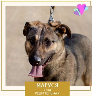 Собака Маруся и Стелла, 1 год, месяц корма в дар