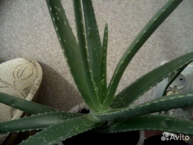 Алое, каланхое и золотой ус