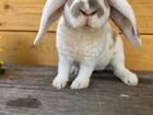 Кролик карликовый объявление продам