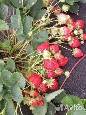 Клубника ндс Мальга, Эльсинора, Вивара и др