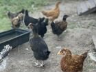 Суточные цыплята несушки объявление продам