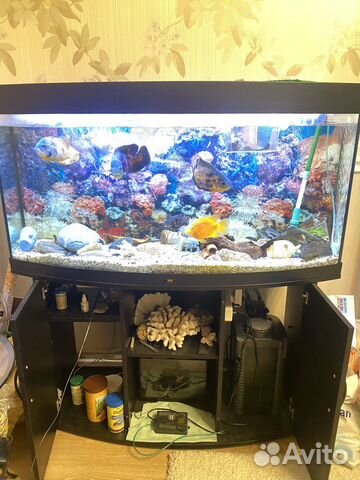 Аквариум juwel 260 литров с тумбой