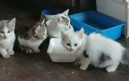 Отдам мышеловов котят в хорошие руки