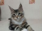 Кошки котята мейн-кун объявление продам