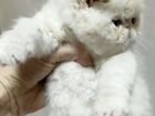 Экзотический короткошерстный котик объявление продам