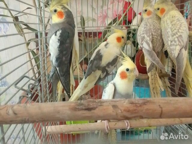 Попугай корелла