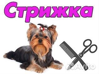 Парикмахерская для животных. Крашенный йорк. Груминг для собак калуга. Стрижка собак калуга. Стрижка собак.