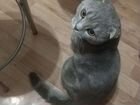 Шотландские коты вязка объявление продам
