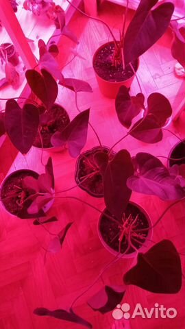 Антуриум розовый. Обмен на адениум барашэк