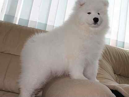 Щенки самоеда в москва. Самоедская лайка медвежий тип щенки. Самоеда белые мишки. Самоеда белые мишки. Щенки самоеда в москва.