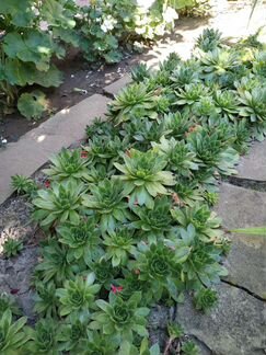 Молодило Каменная роза почвопокровник