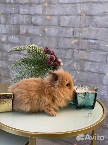 Ручные кролики