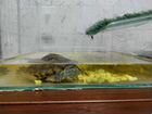 Черепаха с аквариумом (бесплатно) объявление продам