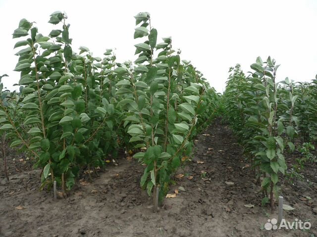 Саженцы плодовых культур с закрытой корневой