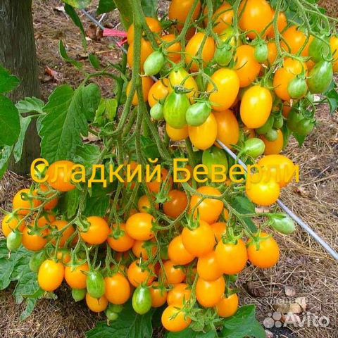 Томаты черри (50 сортов)