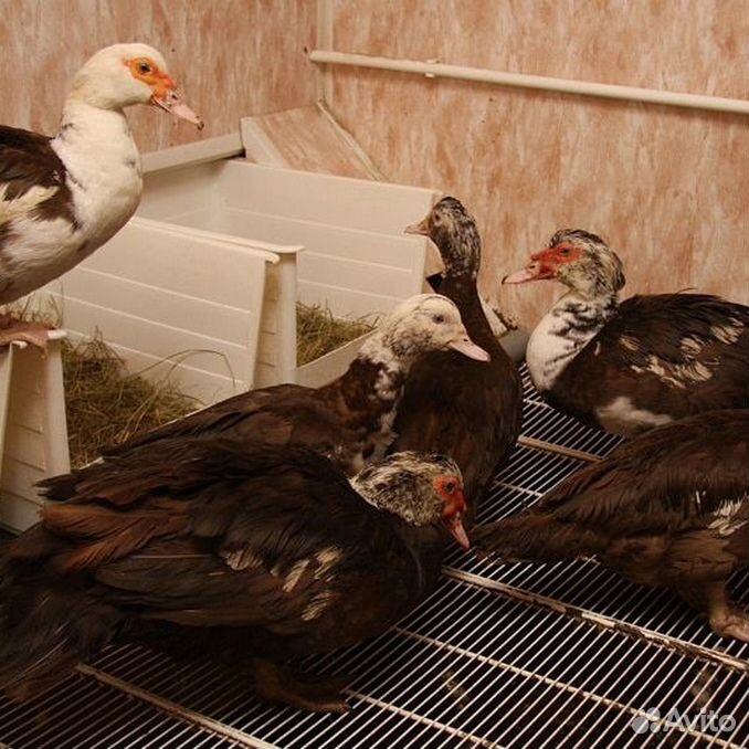 Что внутри находится зеленое в индоутке