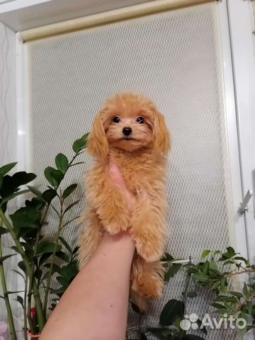 Тикап тэдди Мальтипу мальчик 1,4кг