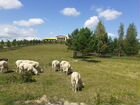 Стада овец Восточно-Фризской молочной породы объявление продам