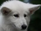 Белая швейцарская овчарка щенок девочка объявление продам