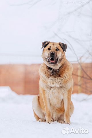Обоятельный метис алабая пропадает в клетке