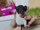 Крыса дамбо (чёрные, белые), хаски, альбиносы объявление продам