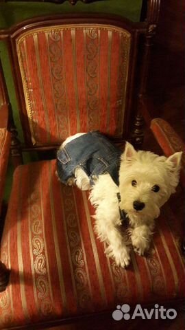 Одежда для маленьких и средних собак Puppy Angel