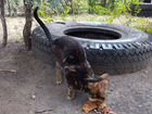 Бенгальская кошка - бронь объявление продам