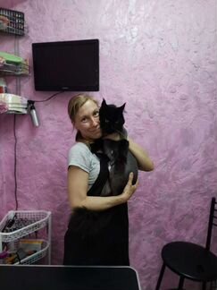 Стрижка котов и кошек