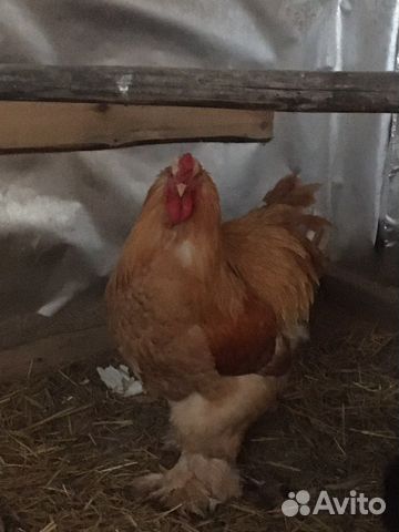 Петух чистокровный кохинхин на племя