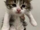 Пушистые девочки от британского кота объявление продам