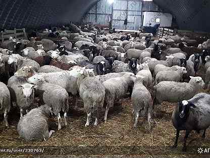 Продам баранину: Овцы, ягнята (живой вес)