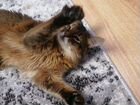 Кошка сомолийская с радословной вязка