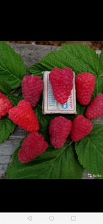 Саженцы ремонтантной малины