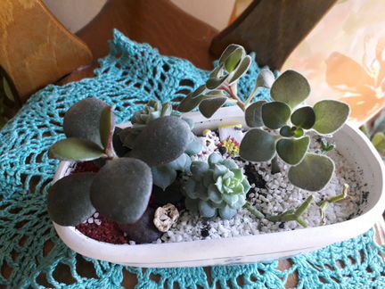 Суккуленты микс Красула, Хавортия, Эхеверия