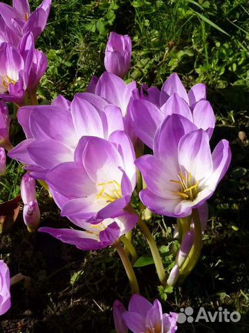 Луковицы безвременника