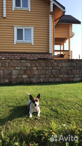 Догситтер передержка собак прогулки с собаками