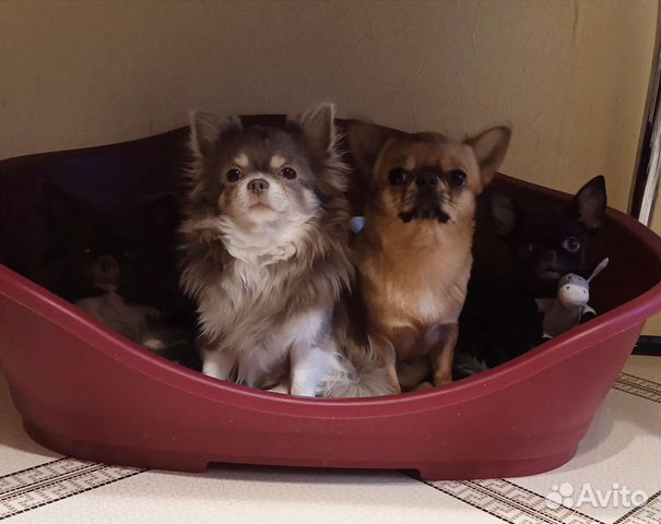 Взрослые кобели чихуахуа