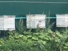 Продам пчелосемьи, пчелы, улья
