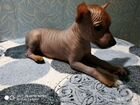 Собака ацтеков -ксолоитцкуинтли объявление продам