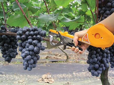 Подвязчик для растений